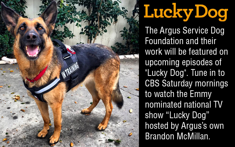 Argus Service Dog on CBS "Lucky Dog"